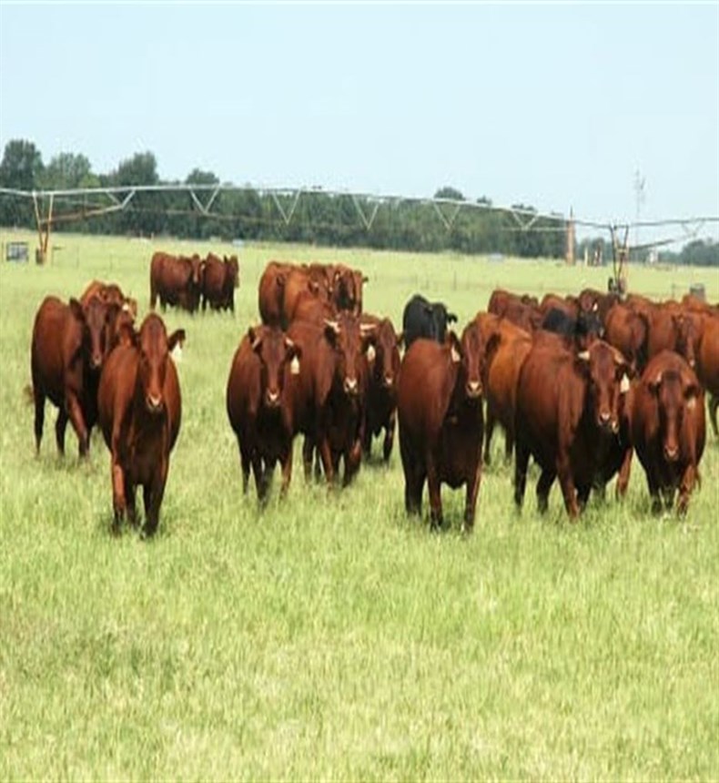 1/2 Beef For Sale Oklahoma